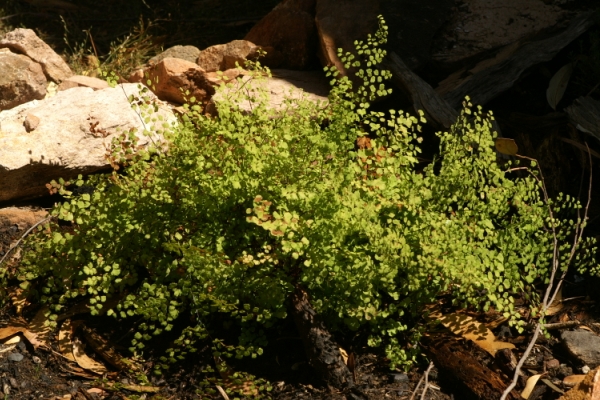 Adiantum aethiopicum